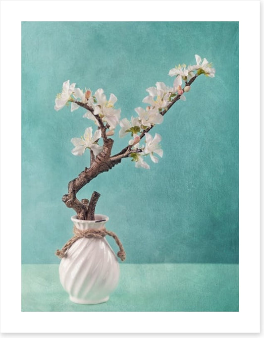 Spring apple blossoms