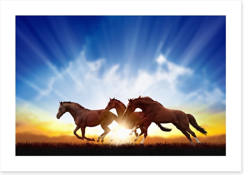 Galloping horse sunbeam