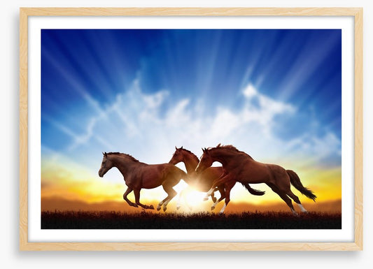 Galloping horse sunbeam