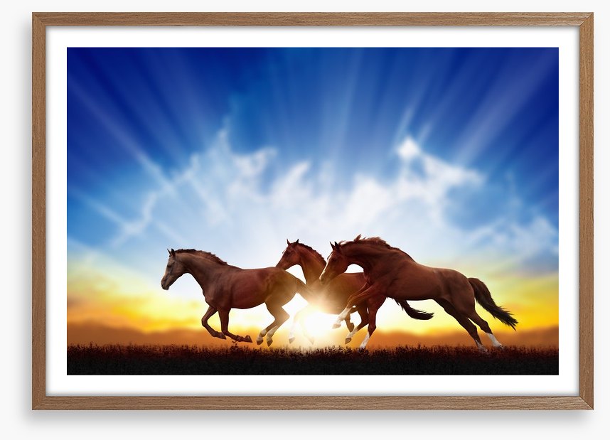 Galloping horse sunbeam