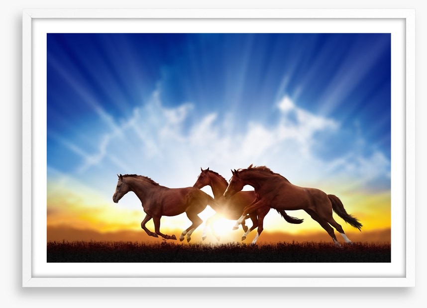 Galloping horse sunbeam