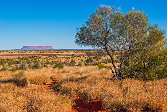 The trail to Uluru