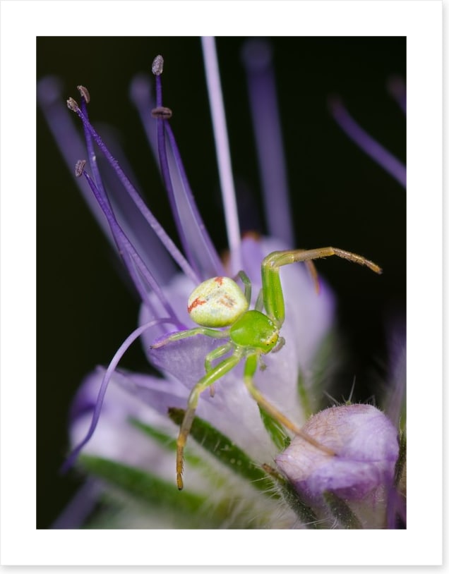 Insects