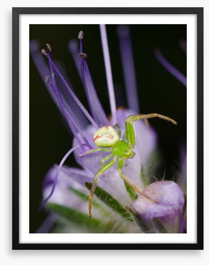 Insects
