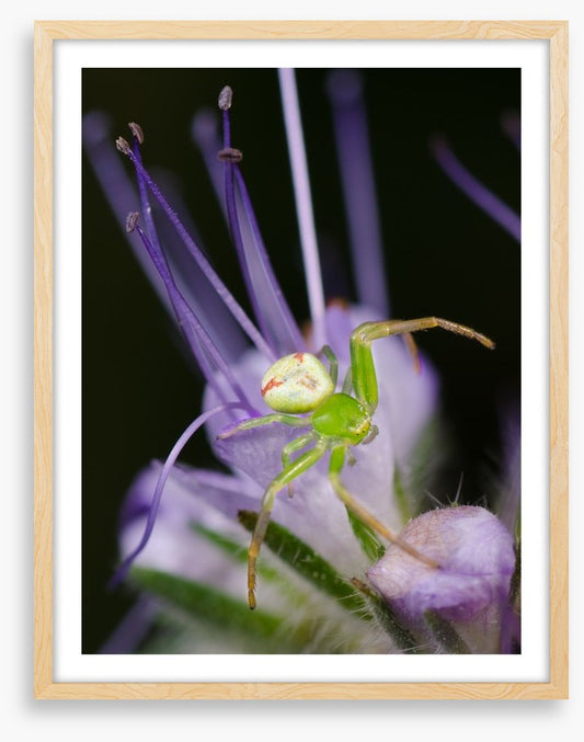 Insects
