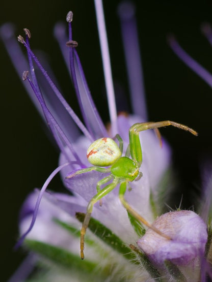 Insects