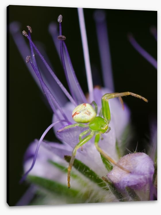 Insects