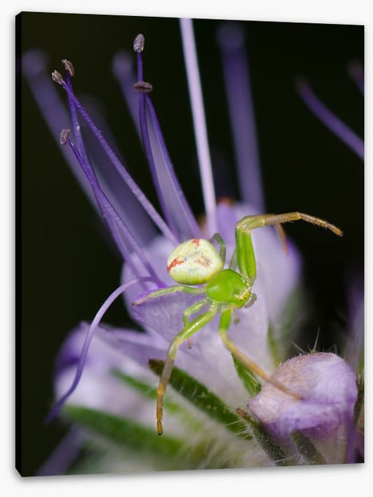 Insects