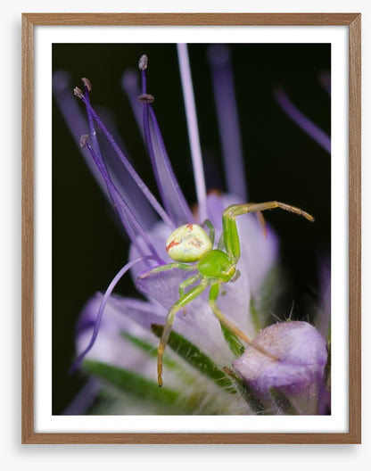 Insects