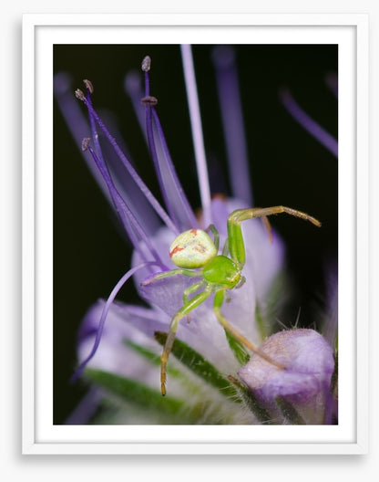 Insects