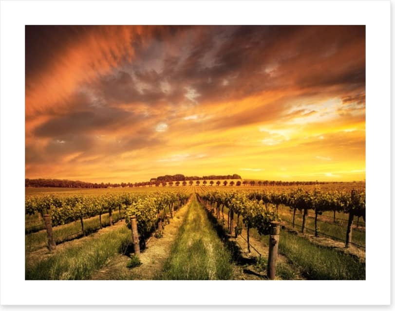 Morning vines