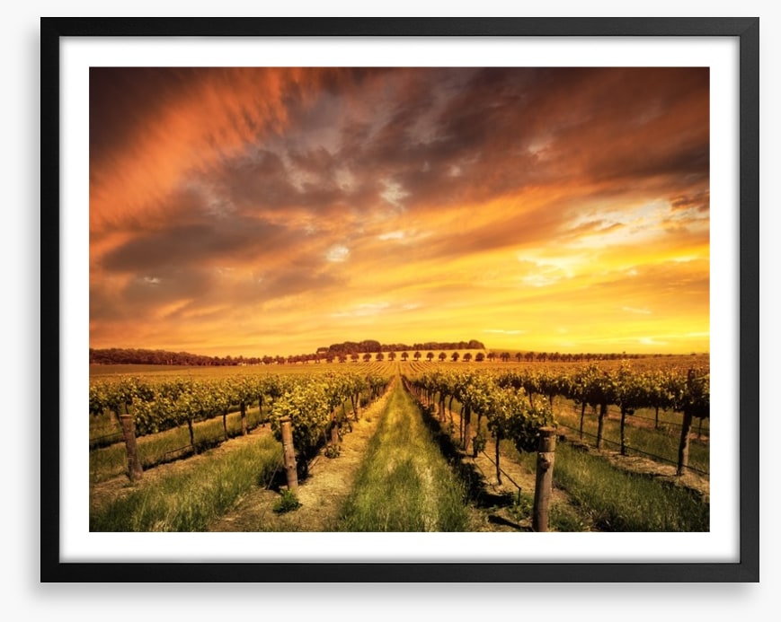 Morning vines