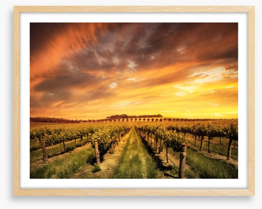 Morning vines
