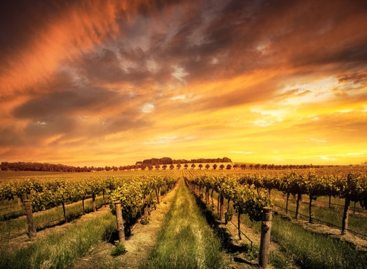 Morning vines