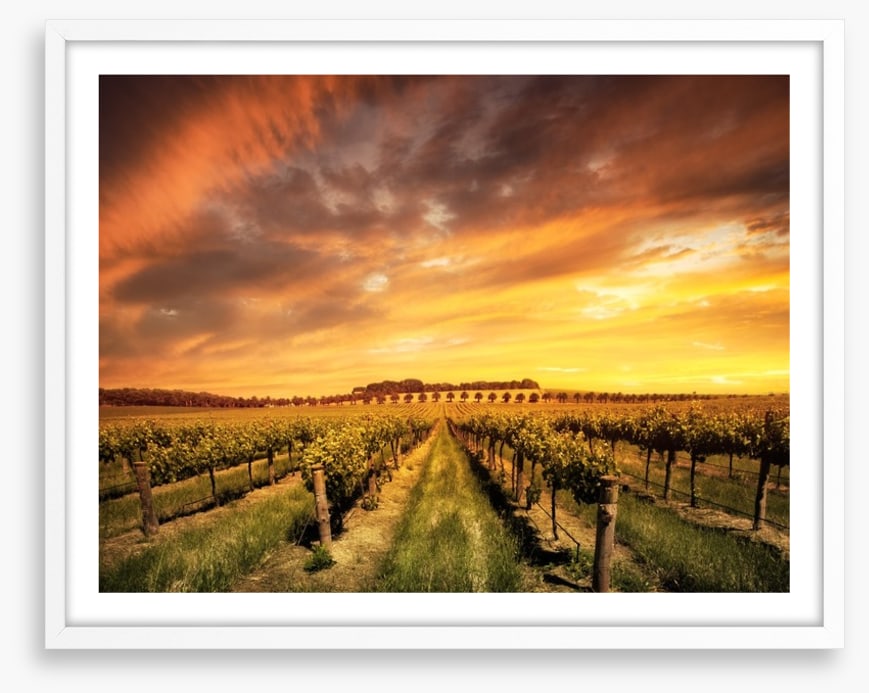 Morning vines