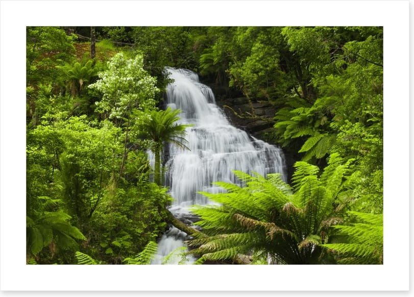 Ancient fern falls in The Otways