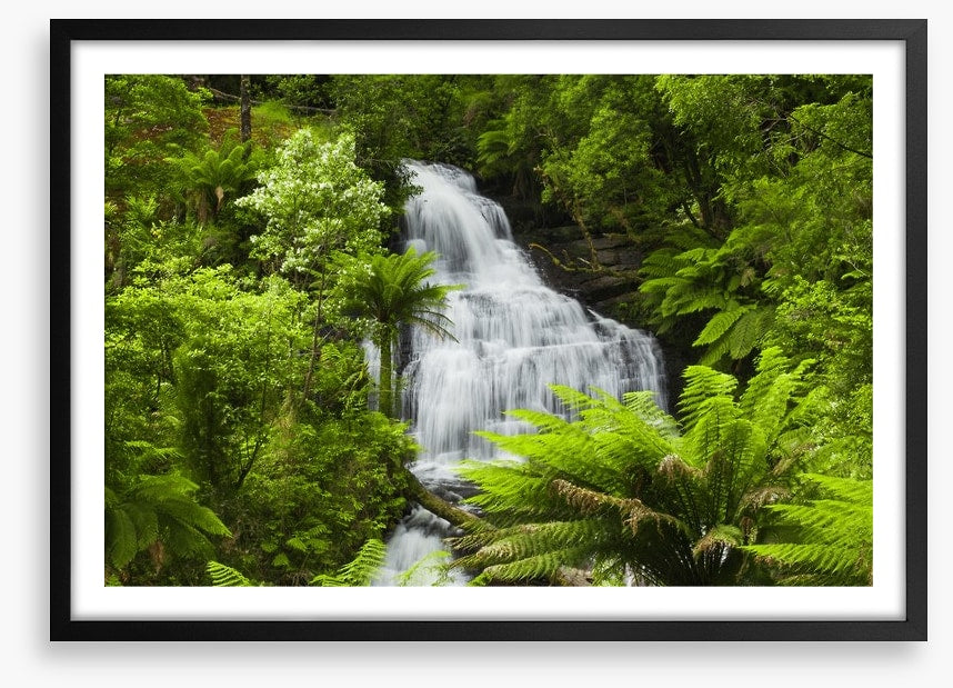 Ancient fern falls in The Otways