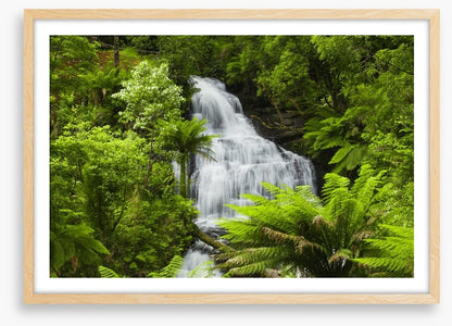 Ancient fern falls in The Otways