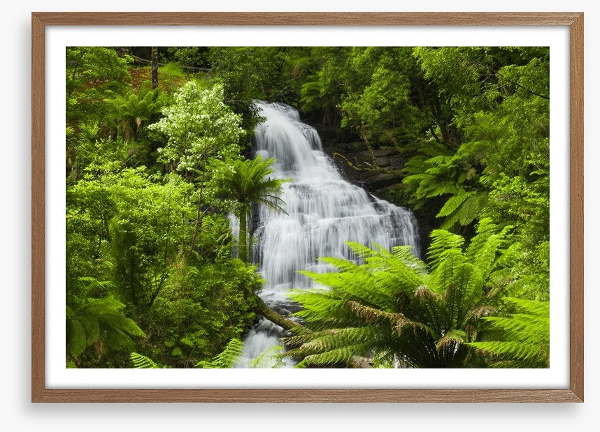 Ancient fern falls in The Otways