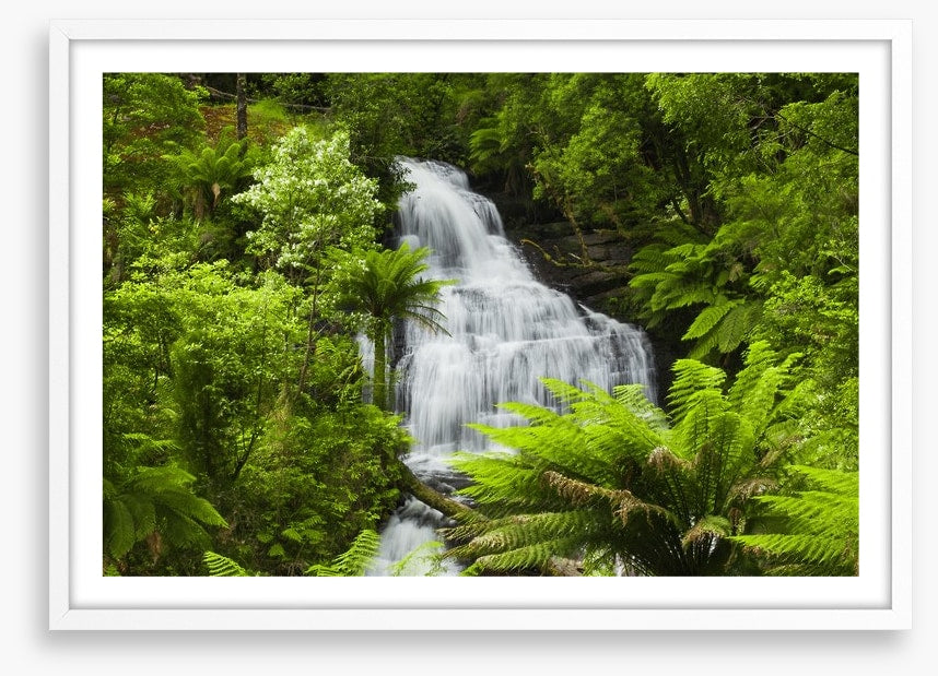 Ancient fern falls in The Otways