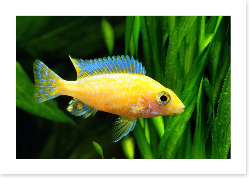 Fish / Aquatic