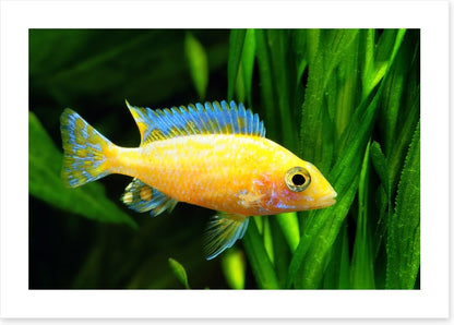 Fish / Aquatic