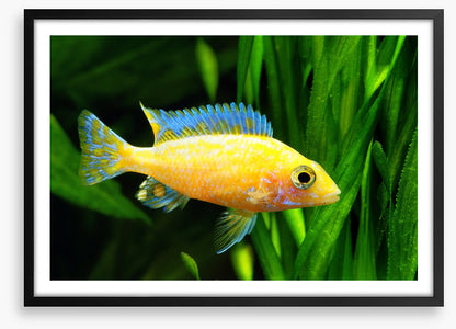 Fish / Aquatic