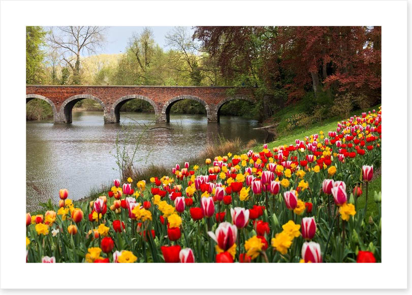 Narcissus in the tulips