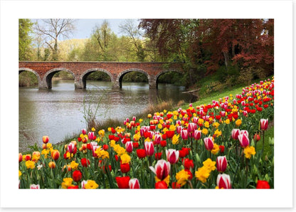Narcissus in the tulips