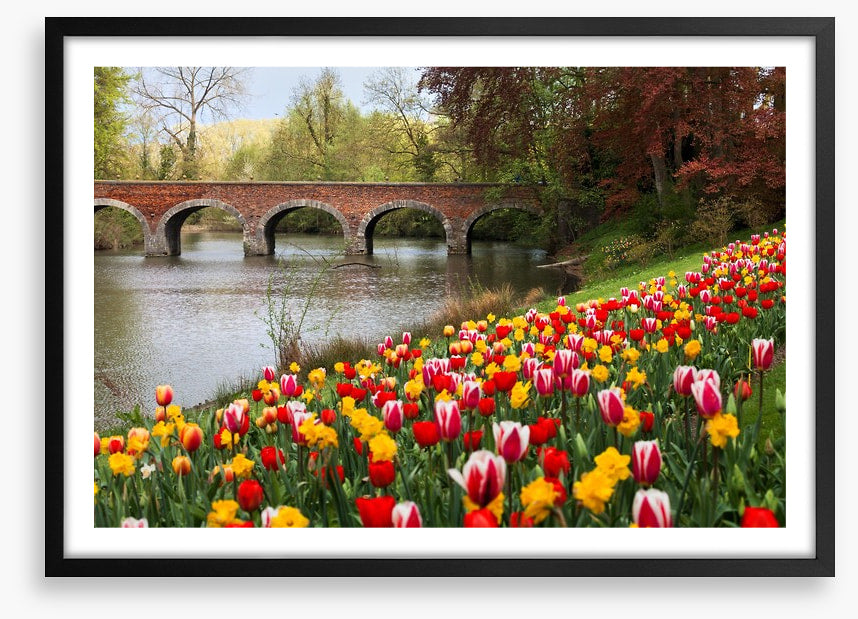 Narcissus in the tulips