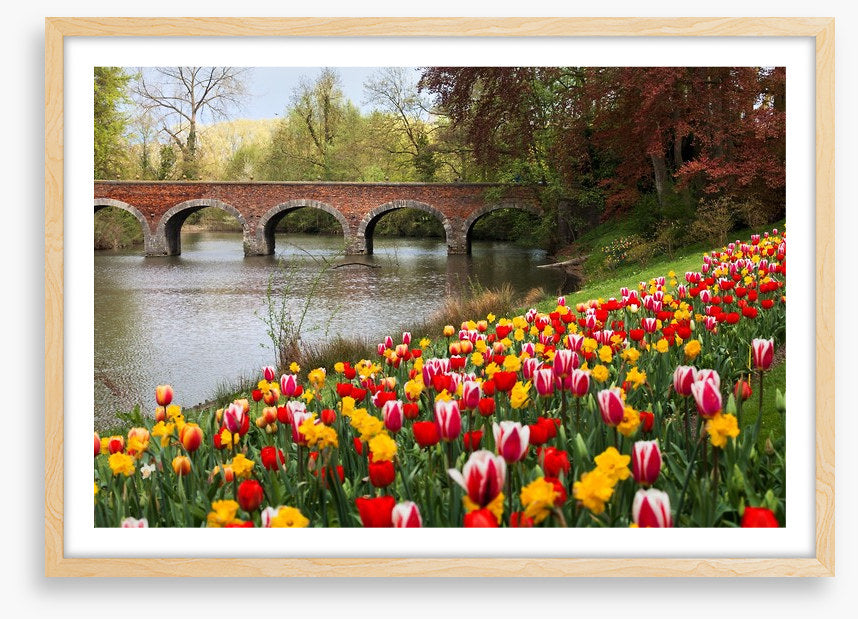 Narcissus in the tulips