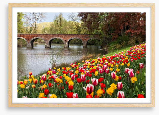 Narcissus in the tulips