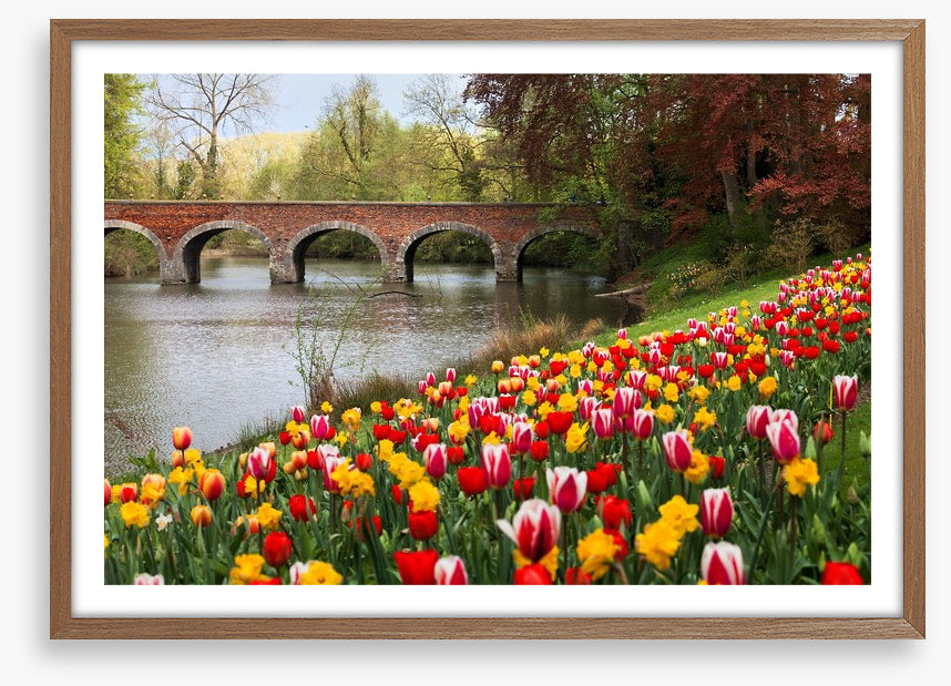 Narcissus in the tulips