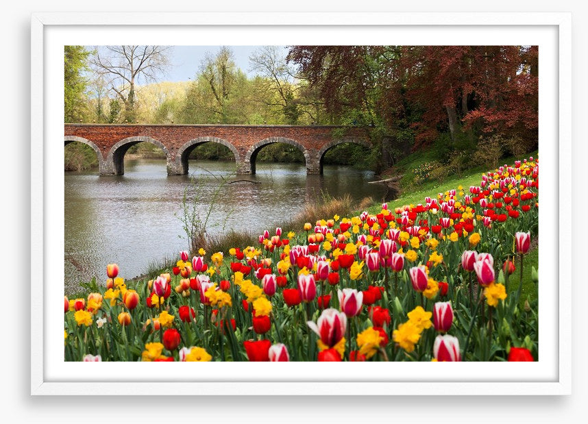 Narcissus in the tulips