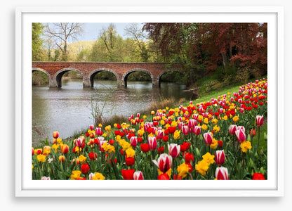 Narcissus in the tulips