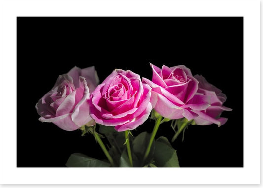 A rosy romance
