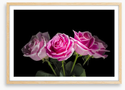 A rosy romance