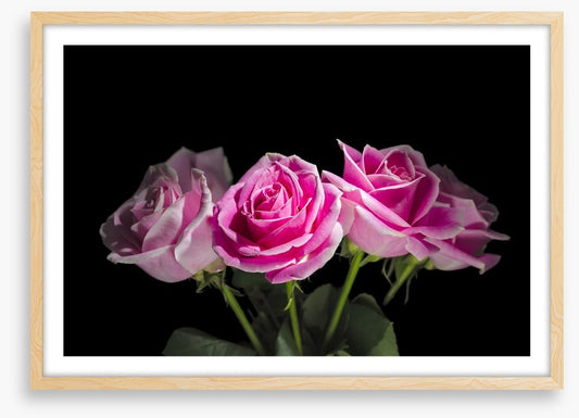A rosy romance