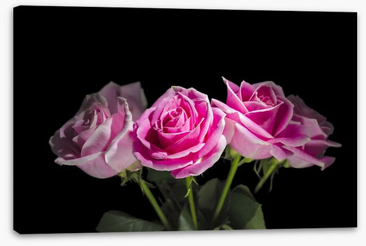 A rosy romance