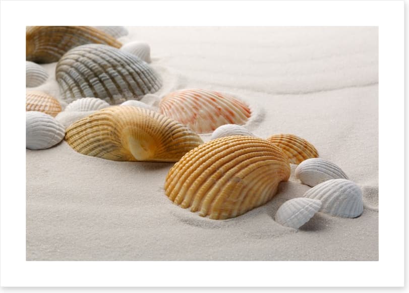 Shells on the sand