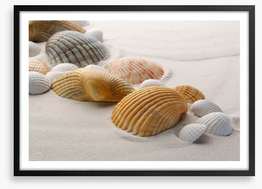 Shells on the sand