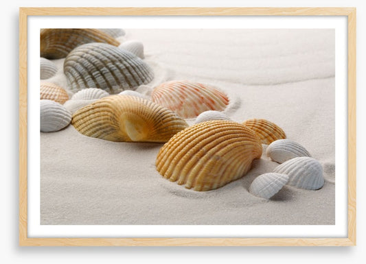 Shells on the sand
