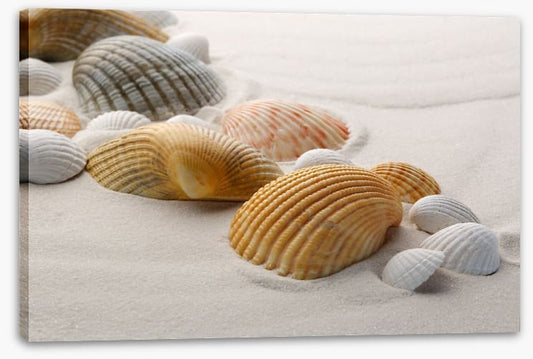 Shells on the sand