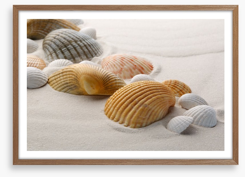 Shells on the sand