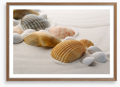 Shells on the sand