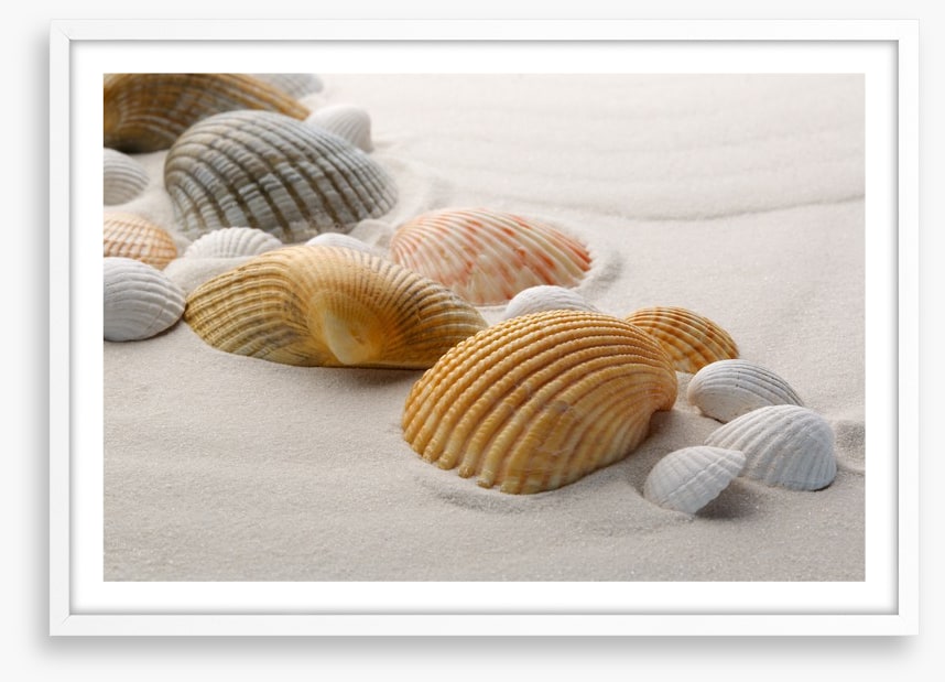 Shells on the sand
