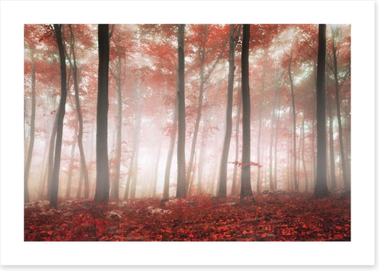 Red leaf forest