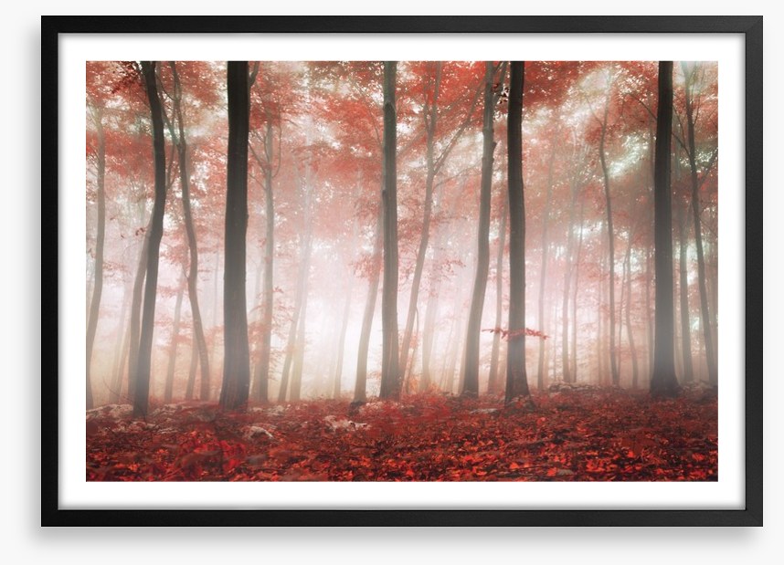Red leaf forest