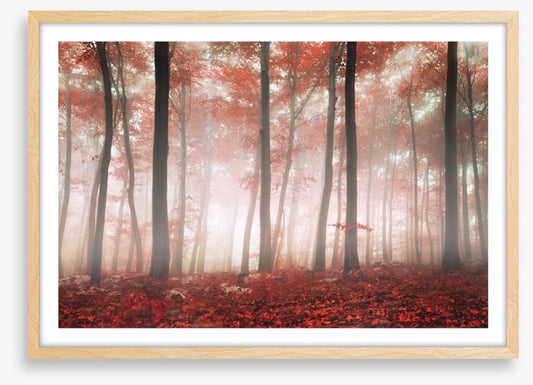 Red leaf forest