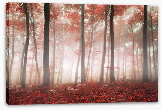 Red leaf forest